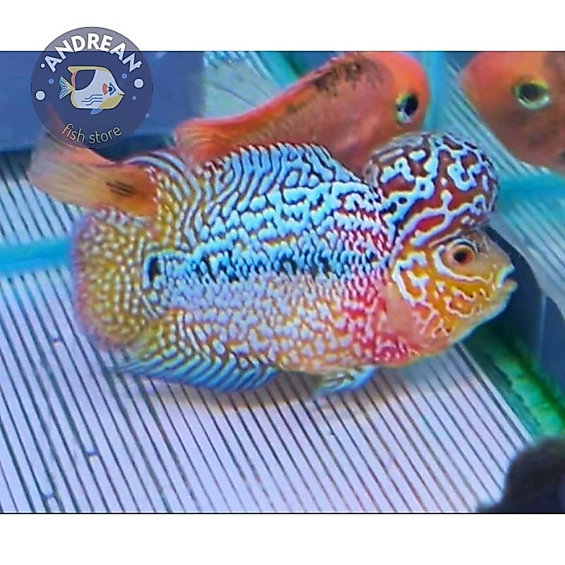 kebutuhan akuarium Burayak Kamfa F3 Line Thailand Pilihan/Sortir 3.5 Two-tone