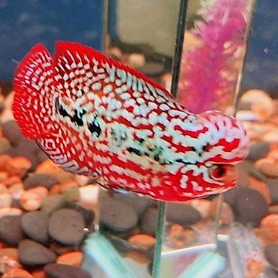 Lohan Jenong King Kamfa F2 3-5 cm Super Red Kamfa VIP Louhan Thailand Super hiasan akuarium