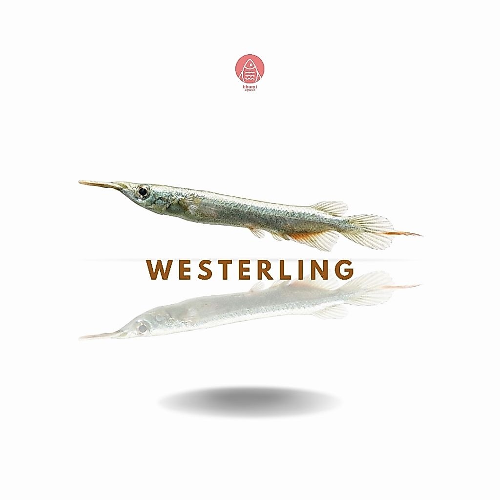 Westerling/ Cucut mini air tawar/ Julung-julung