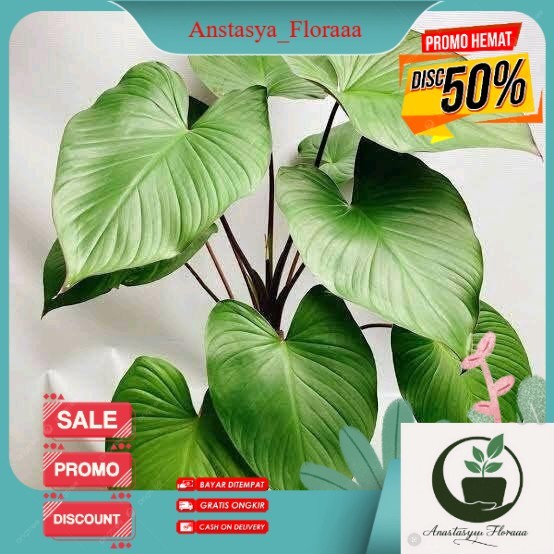 Tanaman hias homalomena rubescens - tanaman homalomena - pohon homalomena