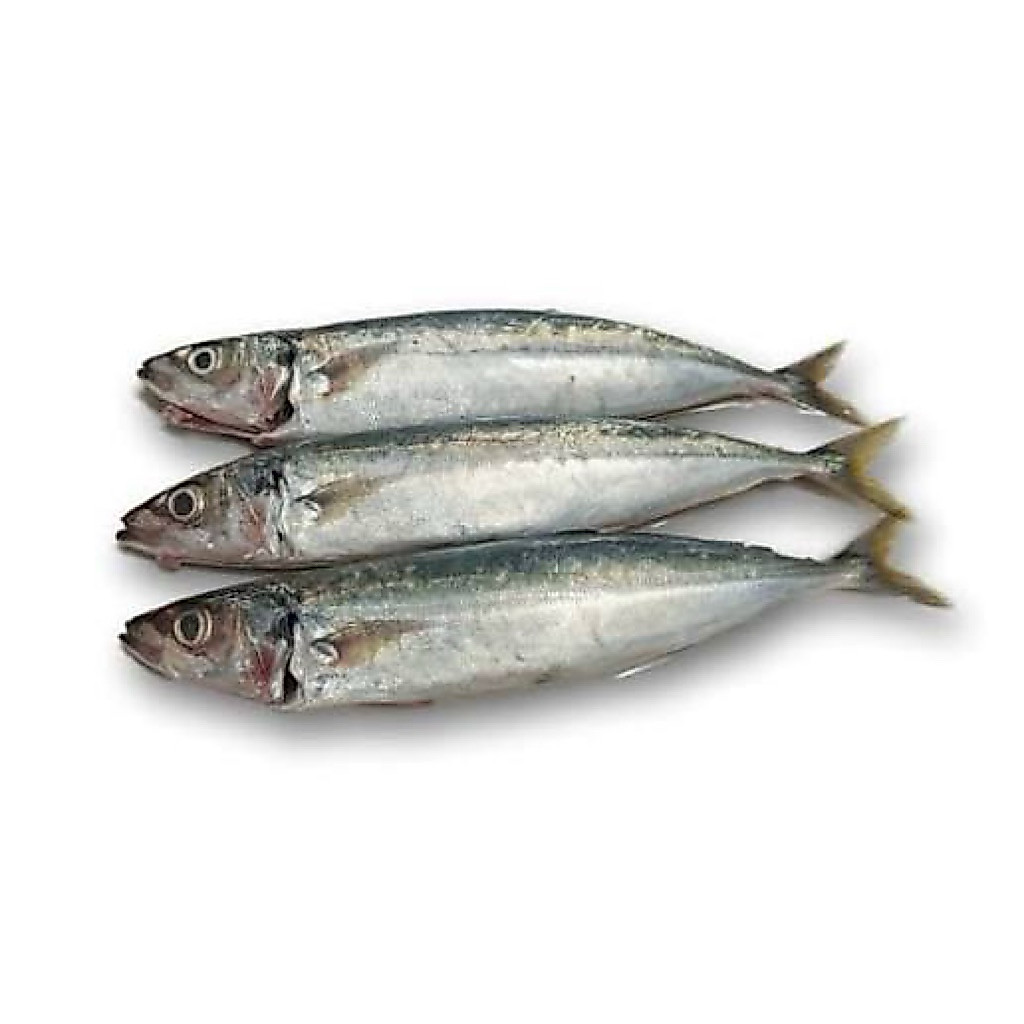 Ikan Layang Segar