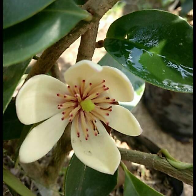 Tanaman Bunga Cempaka Mulia Putih Magnolia Figo White Wangi Harum Tanaman Hias