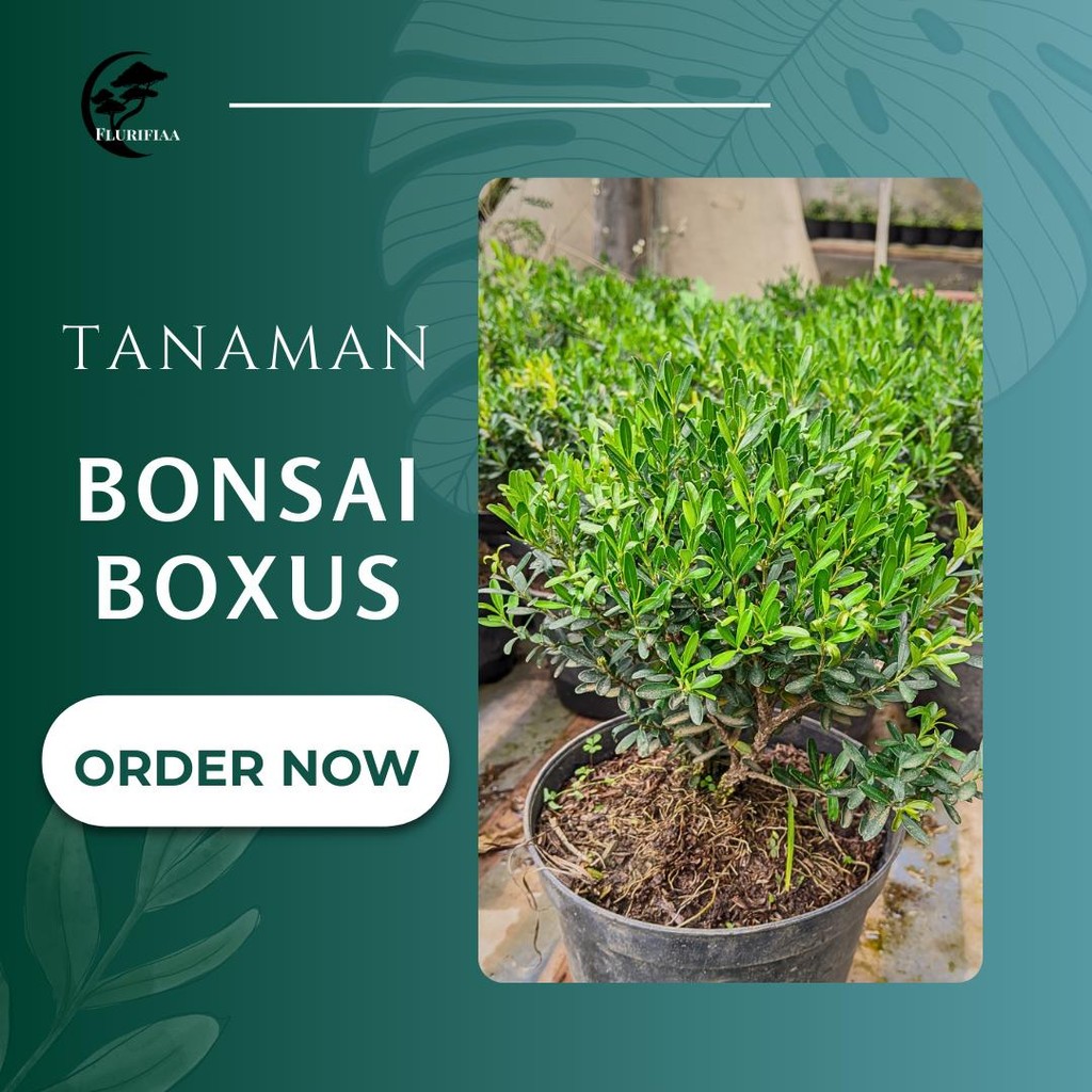 Bahan Bonsai boxus-Bonsai Boxus-Tanaman Bonsai