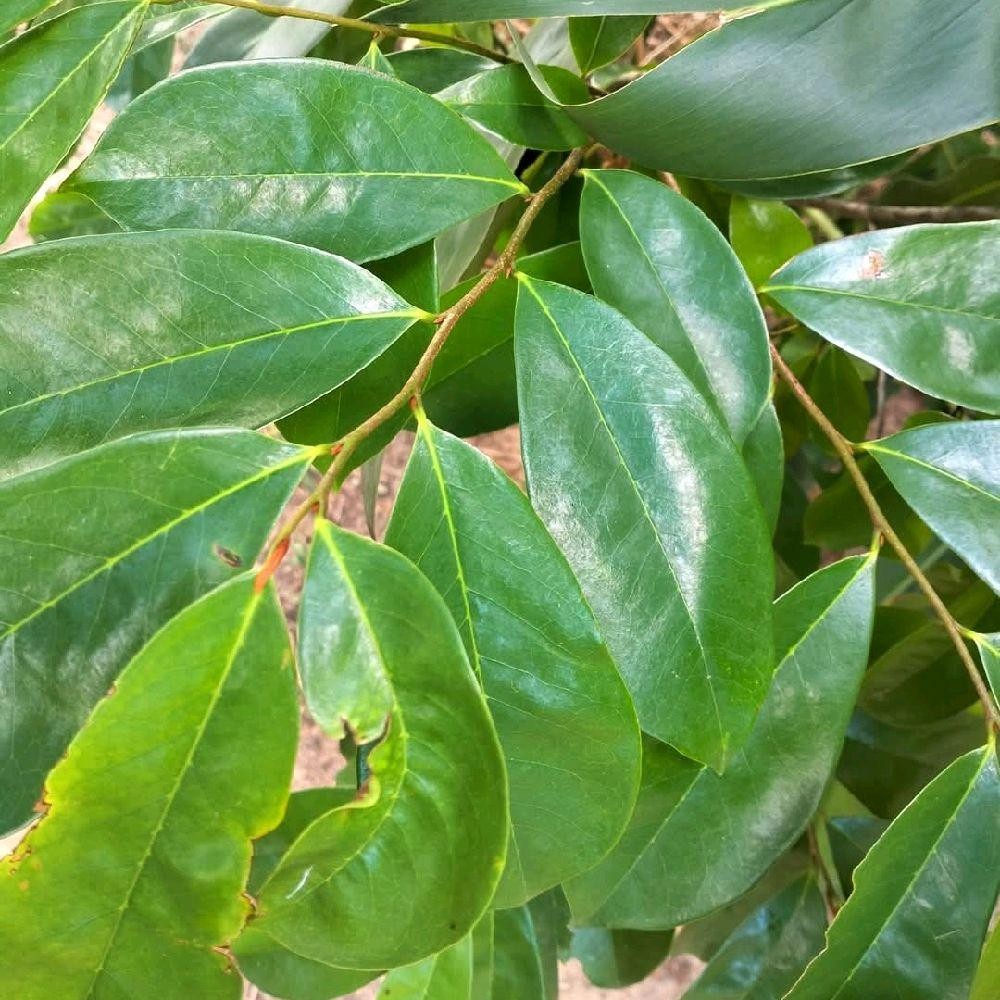 

Daun Sirsak Segar 1 Kg - Daun Nangka Sabrang Makanan Alami