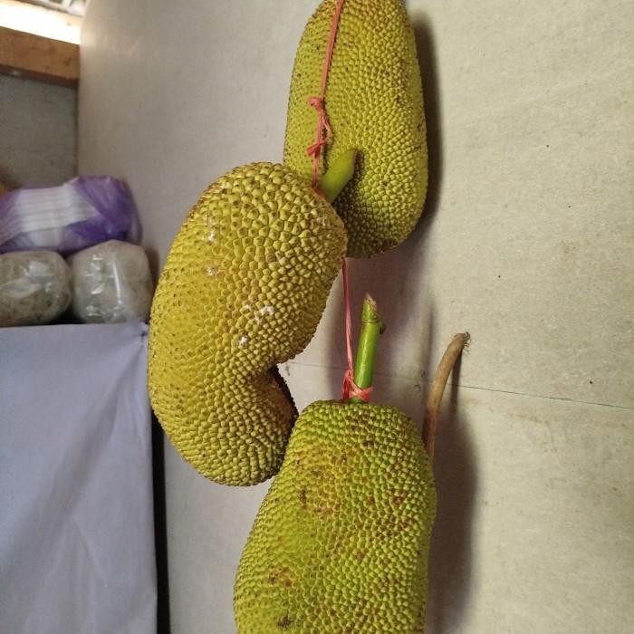 

BUAH CEMPEDAK 1 GLUNTUNG UTUH MANIS - BUAH LANGKA -+2 KG