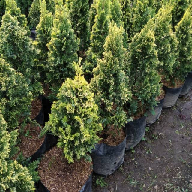 Bunga CEMARA GOLDEN PEKING - Tanaman Hias Hidup Daun Cemara Golden Peking - Pohon Cemara Golden Peki
