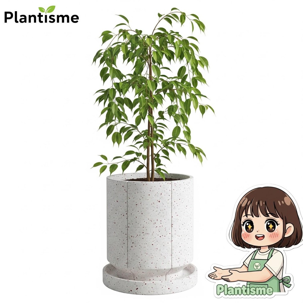 Houseplant – Weeping Fig Ficus Benjamina Beringin Hias Tanaman Hias Indoor Outdoor Decorative Elegan