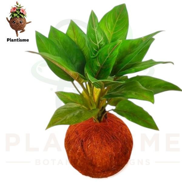 Kokedama – Aglonema Red Tiger Aglaonema Rotundum Tanaman Hias Daun Merah Eksotis Asli Sumatera