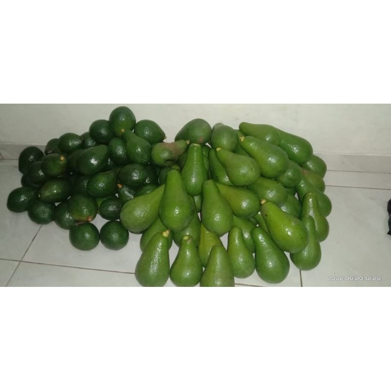 

^ Alpukat mentega super panjang fres asli pekalongan ^