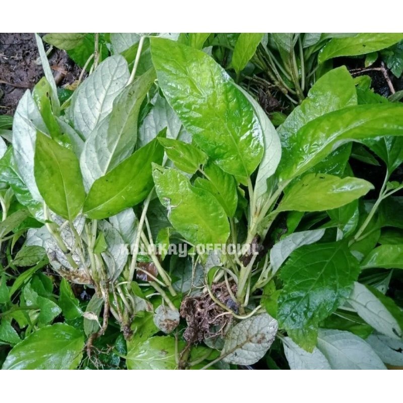 

LadangHerbal Lalapan Daun Rende herbal segar 1 kg, Daun reundeu rende Fresh