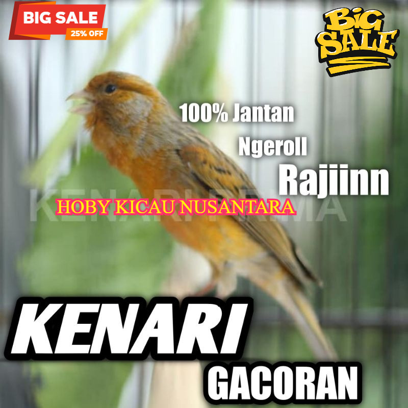 Burung Kenari Gacoran Jadi Ngeroll Rajin Bunyi Harian Seri Lokal Super WARNA GELAP
