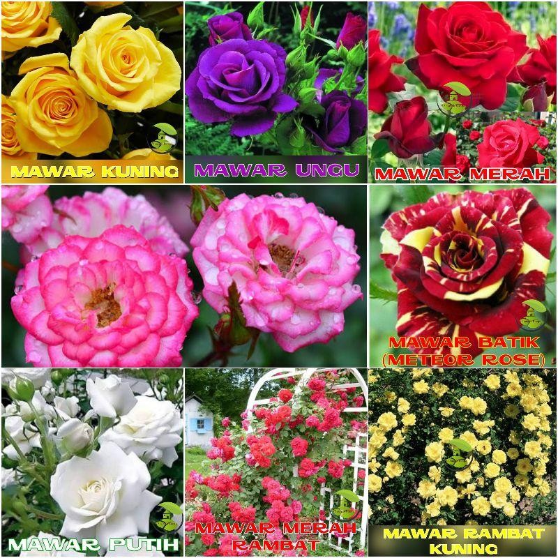 20 Benih Biji Bunga Mawar -VARIAN WARNA DAN JENIS