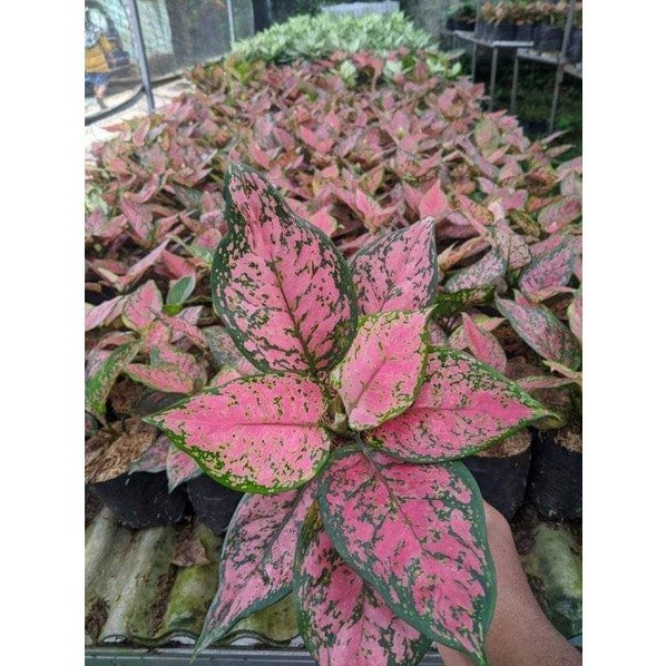 Pohon Aglonema Dut anjamani-Tanaman Hias Dut Anjamani