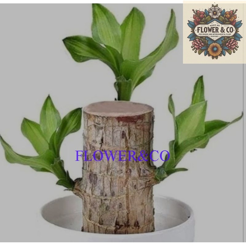 Bonsai hanjuang hijau brazilian wood - tanaman hias hanjuang hijau