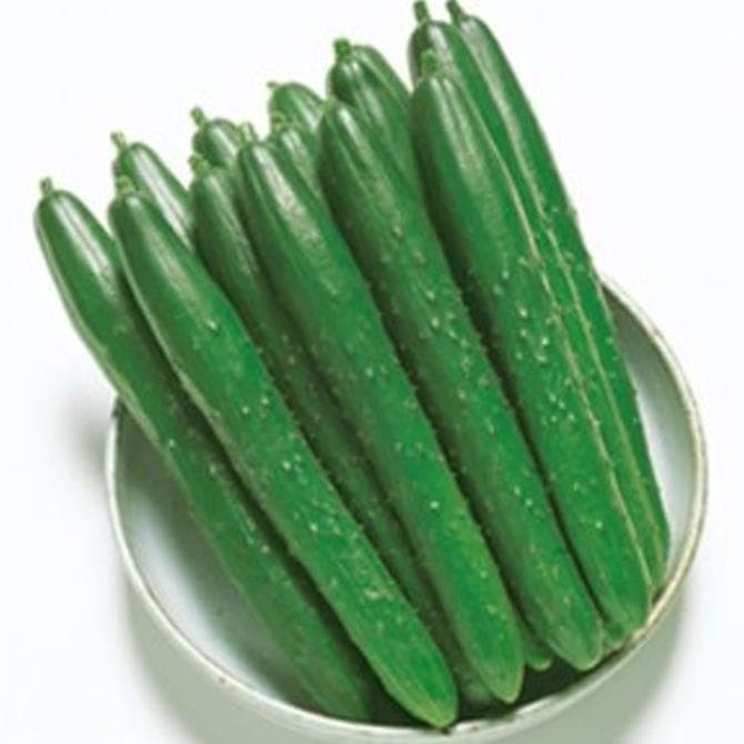 Bibit Benih Biji Timun Jepang / Kyuri - Benih Tanaman Timun Jepang - Bibit Pohon Timun Jepang - COD