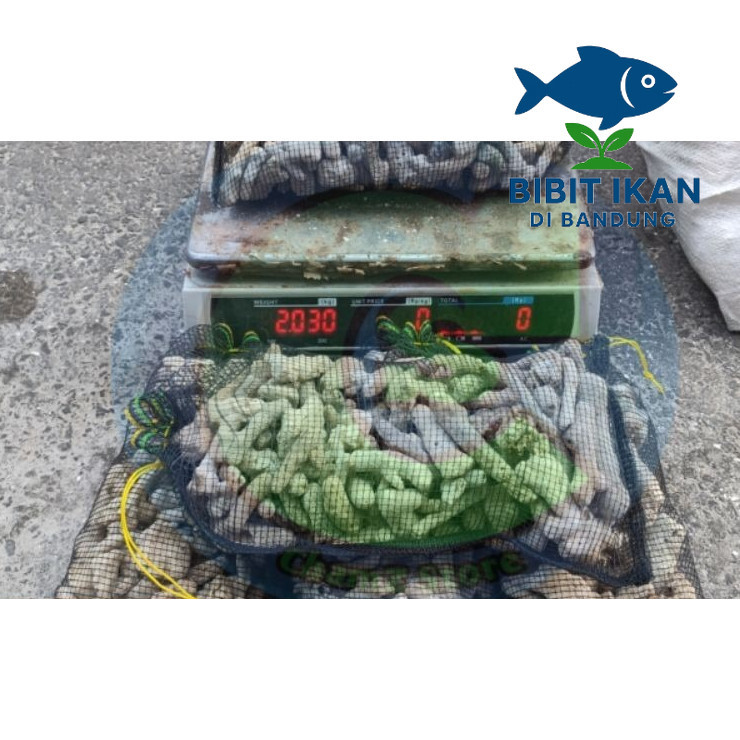 karang jahe media filter plus waring isi 2kg / karang jahe media filter kolam / karang jahe media fi