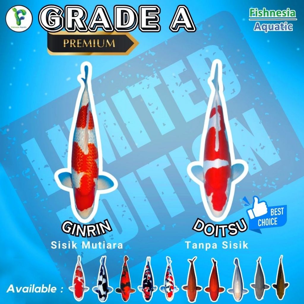 Hiasan  Koi Blitar Ogon Slayer / Kuning Slayer / Gold Slayer Grade A Size L 10-15 Cm