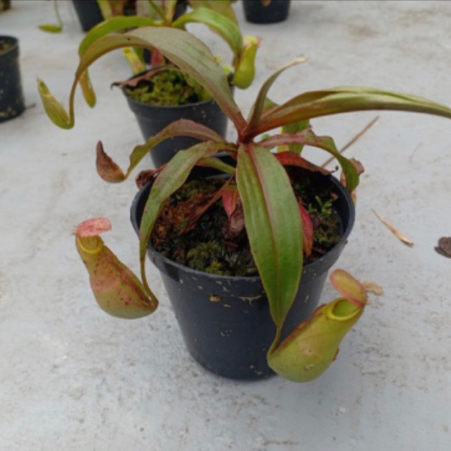 Tanaman Kantong semar Nepenthes mini