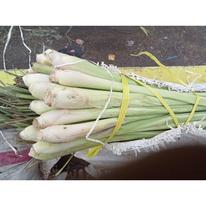 Sereh  jumbo bumbu masaksegar 1 kg