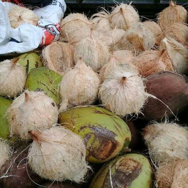 Kelapa Tua Kupas Buah Kelapa Tua Untuk Santan