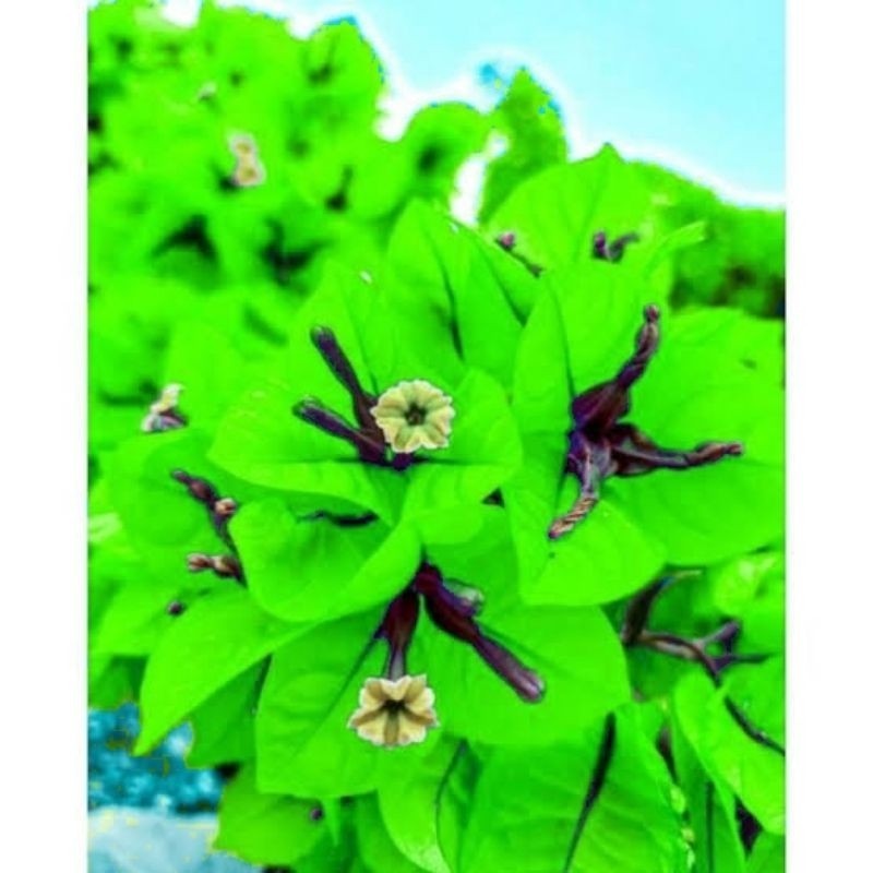 Tanaman Bougenville Hidup – Bunga Hias Tahan Panas Cepat Berbunga Cocok untuk Taman & Pagar Rumah