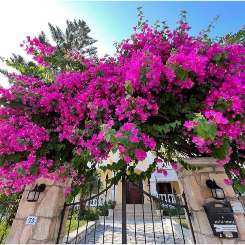 (BAHING SELER) Tanaman Hias Bugenvi - Bugenvil Ungu - Bugenvil Putih - Bugenvil Oren - Bugenvil Mera