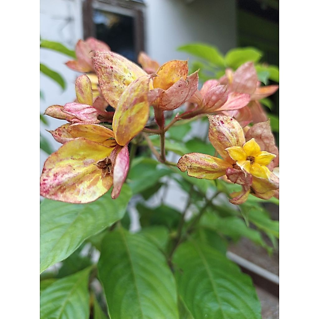 Bibit Tanaman Bunga Nusa Indah Kuning