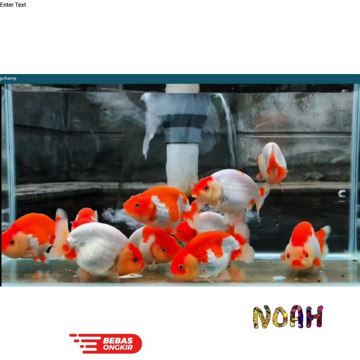 hiasan aquarium Koki Ranchu Grade A Red And White (Calico)