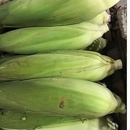 jagung manis 1kg