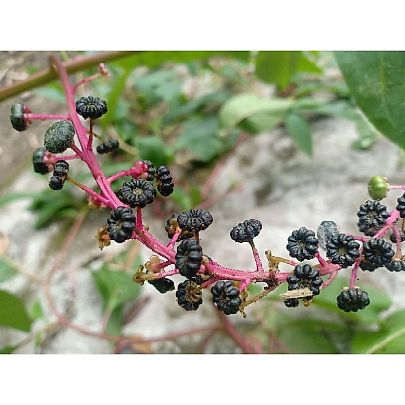 Biji benih ginseng merah korea asli