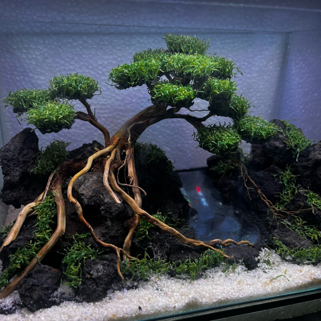 Aquascape Fullset Komplit Tema Bonsai Size 25x15x15     Berkualitas