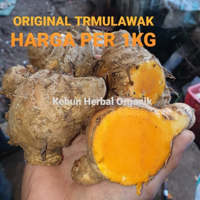 

Promo Temulawak Temu Lawak Segar Organik 1kg ⠀⠀⠀⠀⠀