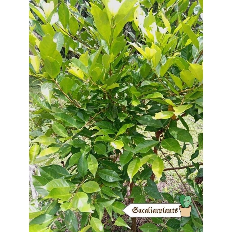 

DAUN SALAM FRESS LANGSUNG PETIK 50 LEMBAR