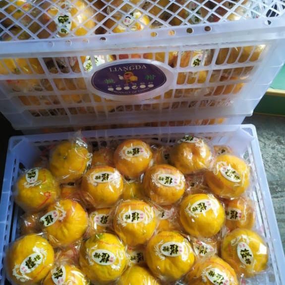 

Jeruk ponkan premium | jeruk ponkam keranjang