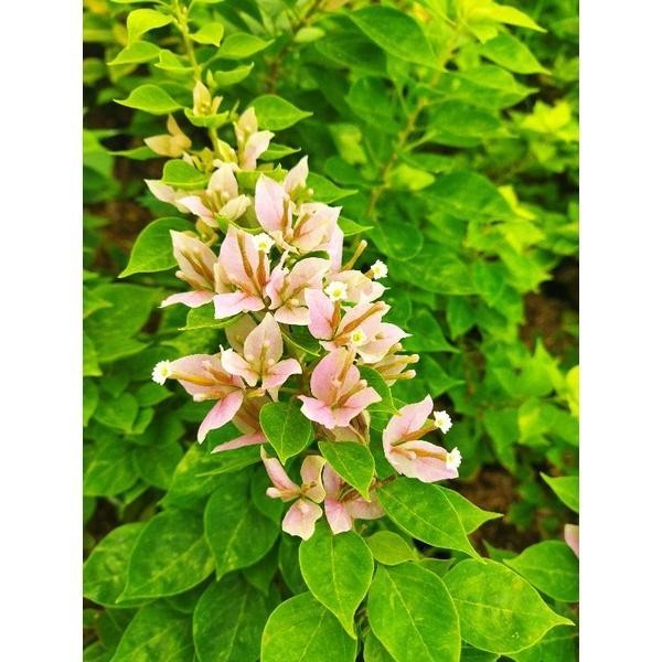 tanaman hias bougenville singapore softpink bugenvil murah bougenvile mikro