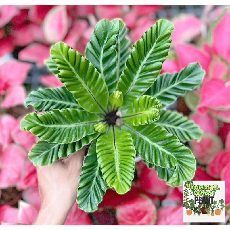 tanaman hias kadaka lasagna - asplenium cobra - kadaka lasagna - tanaman - kadaka kobra