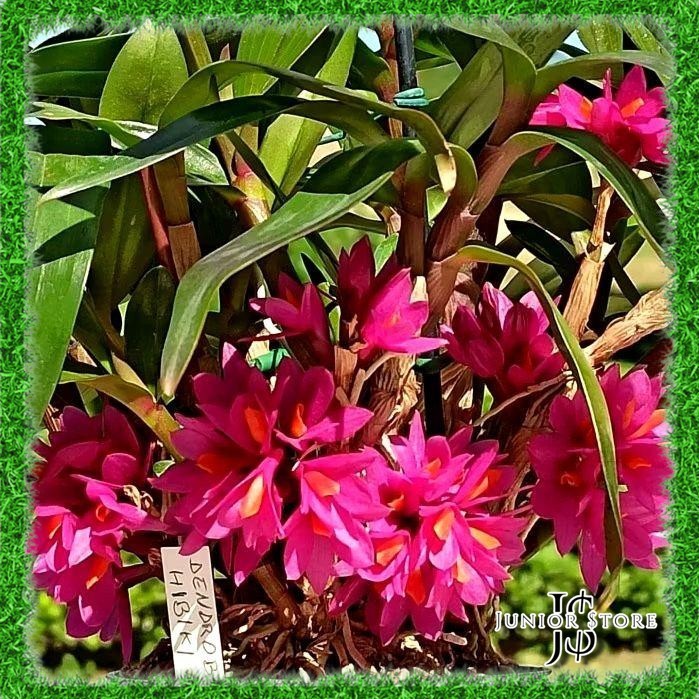 Tanaman Hias Bunga Anggrek Dendrobium Hibiki