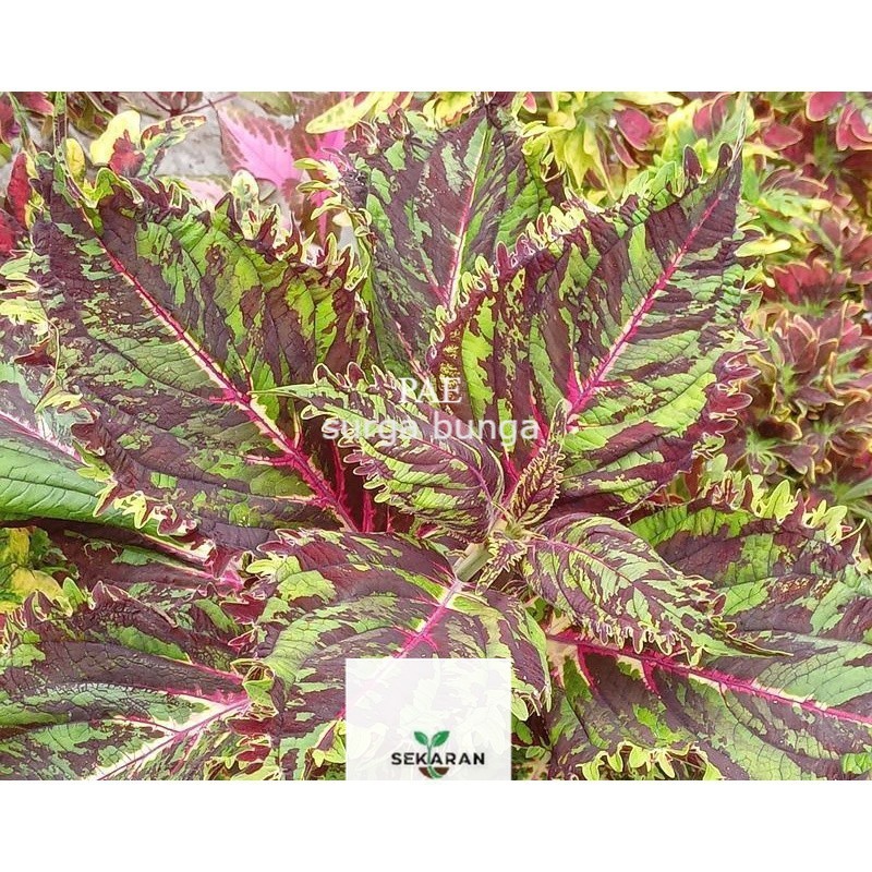 miana batik gergaji  ingler- tanaman hias- bunga taman-  tanaman outdoor- tanaman daun bercorak- uku