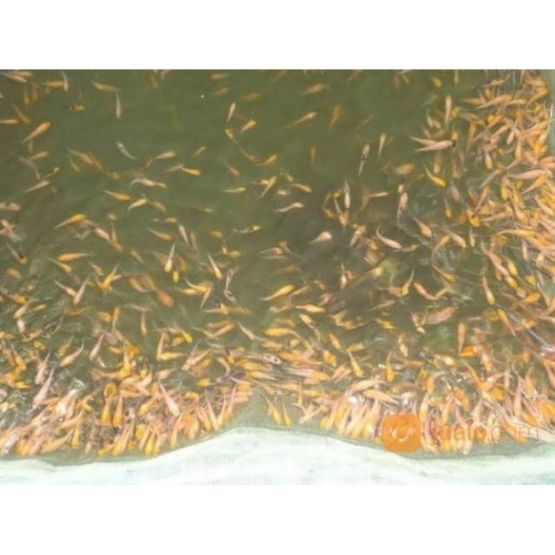 HOBI arstistik Benih isi 30 Koi Blitar Kohaku Sanke Showa Shiro Platinum Shusui Pilihan