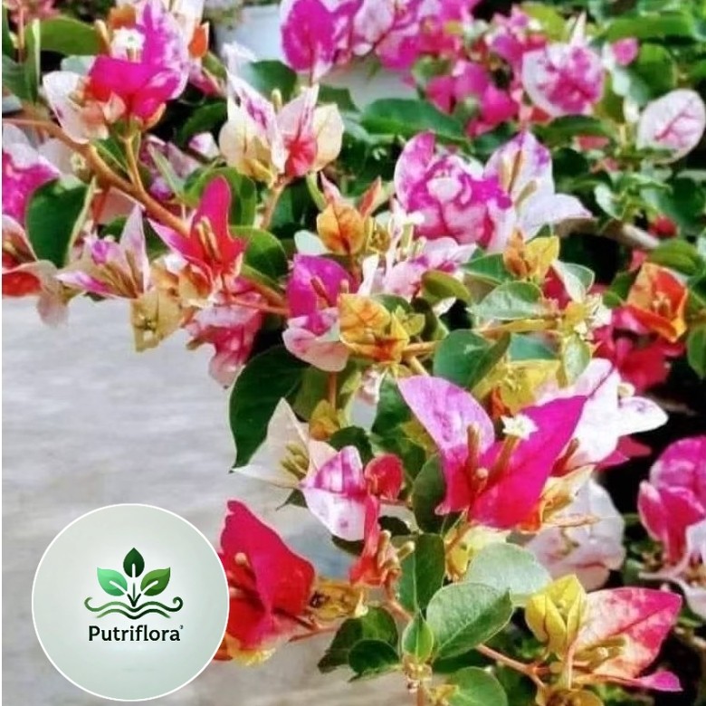 NEW bibit bugenvil golden rao (ori)