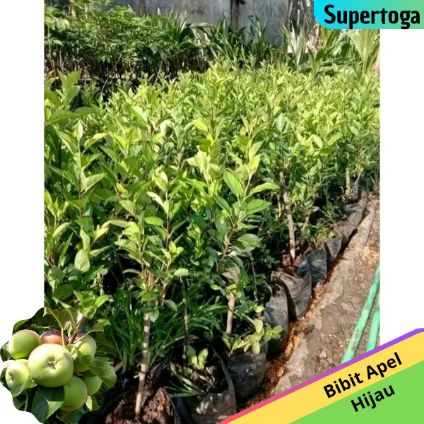BIBIT APEL MALANG/ MANALAGI OKULASI UNGGUL bibit apel hijau malang bibit apel manalagi bibit apel hi
