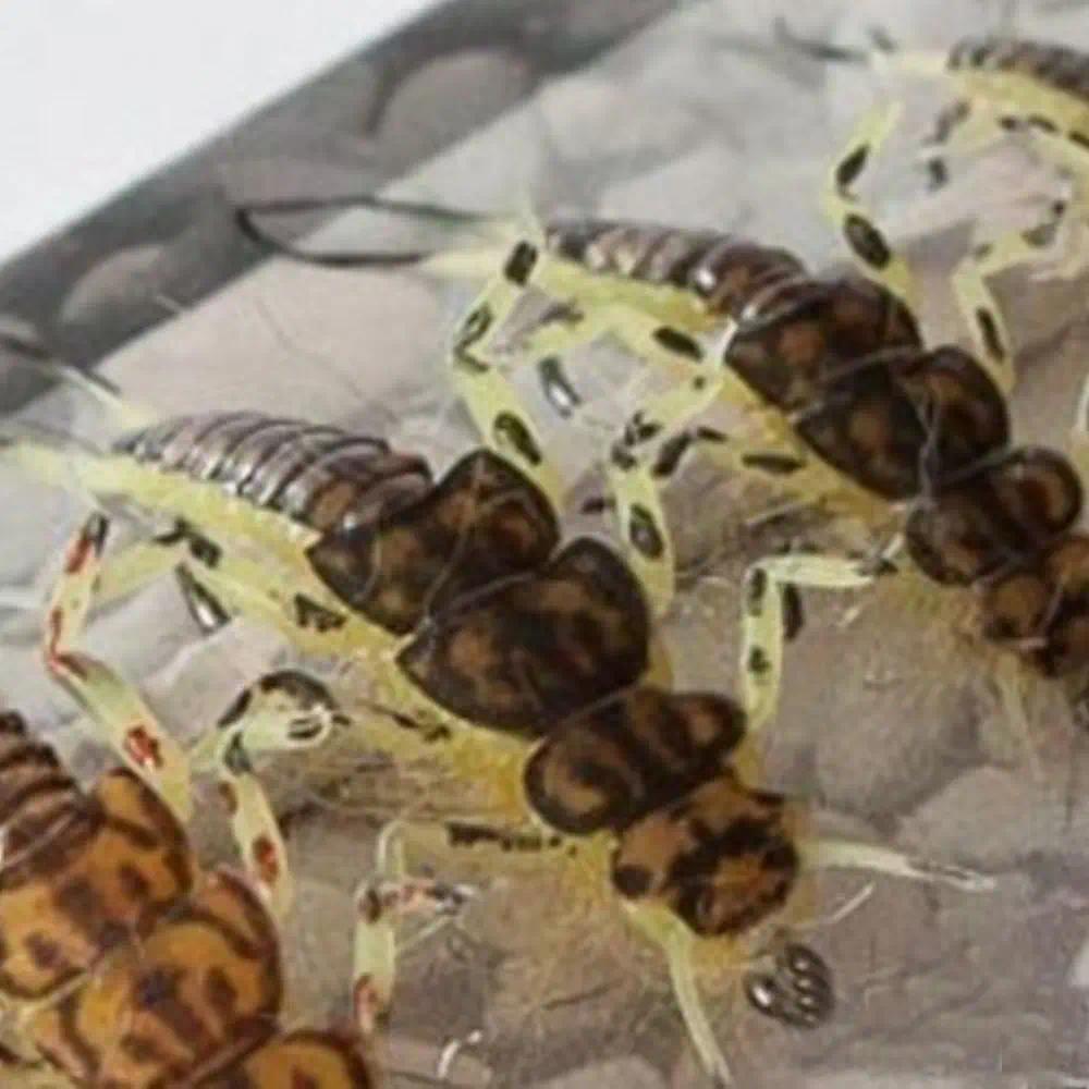 Riverruns Realistic Flies Stone Nymph Flies Colors Trout UV Super Sturdy flies Wet Streamer fly fish