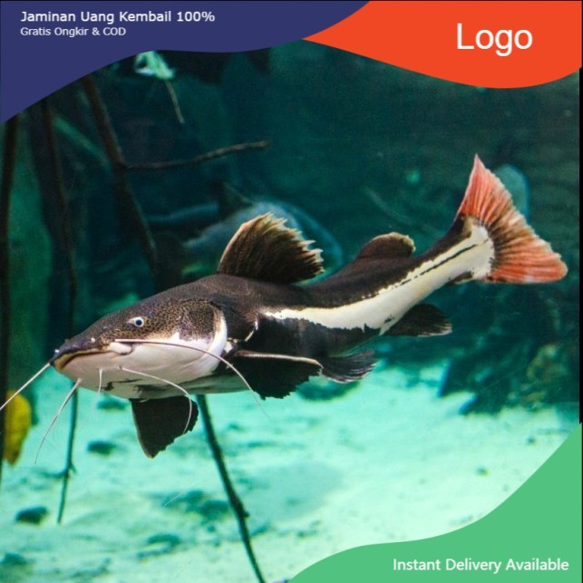 IKAN HIAS RED TAIL CAT FISH / LELE RTC / LELE HIAS AIR TAWAR AQUARIUM