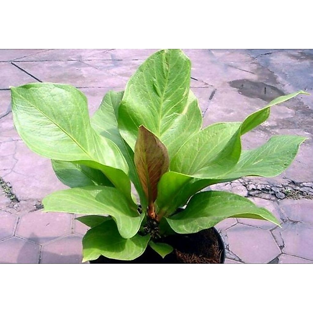 PROMO antorium jemani cobra size jumbo || dekorasi teras dan halaman