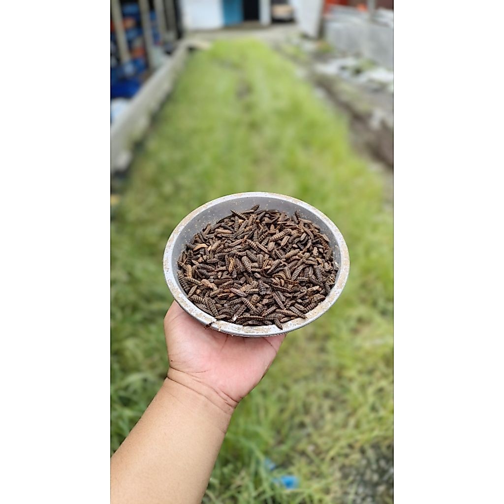 Prepupa BSF 150g