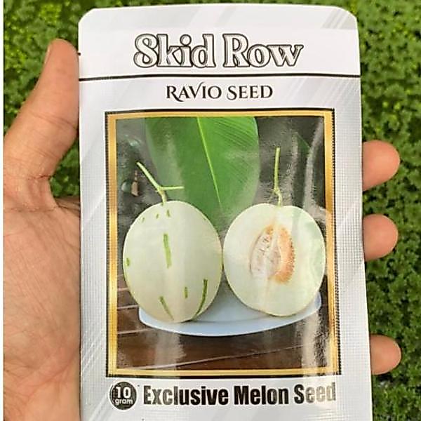 Skid Row Benih melon Ravio seed 10 gr