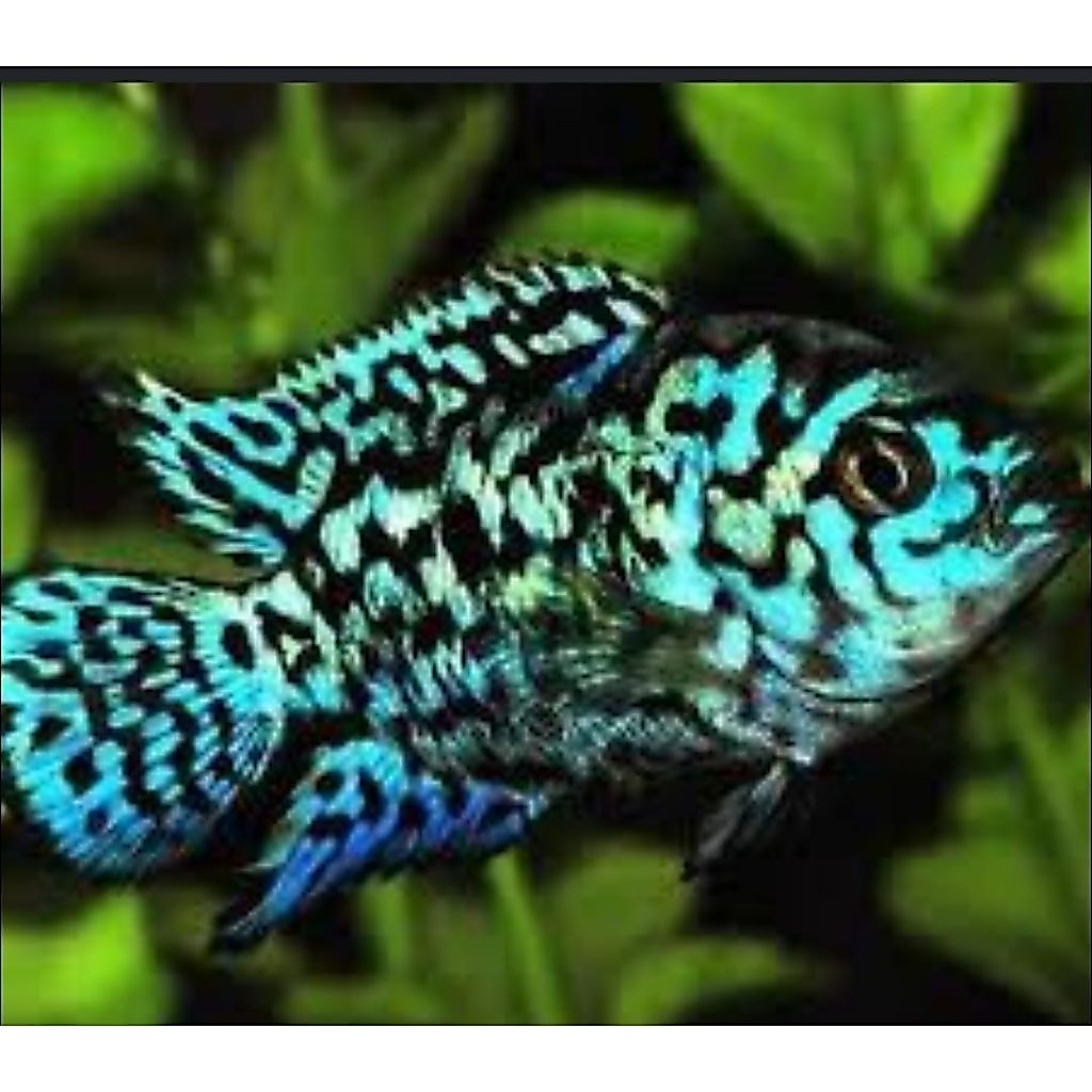 ikan hias Ebjd