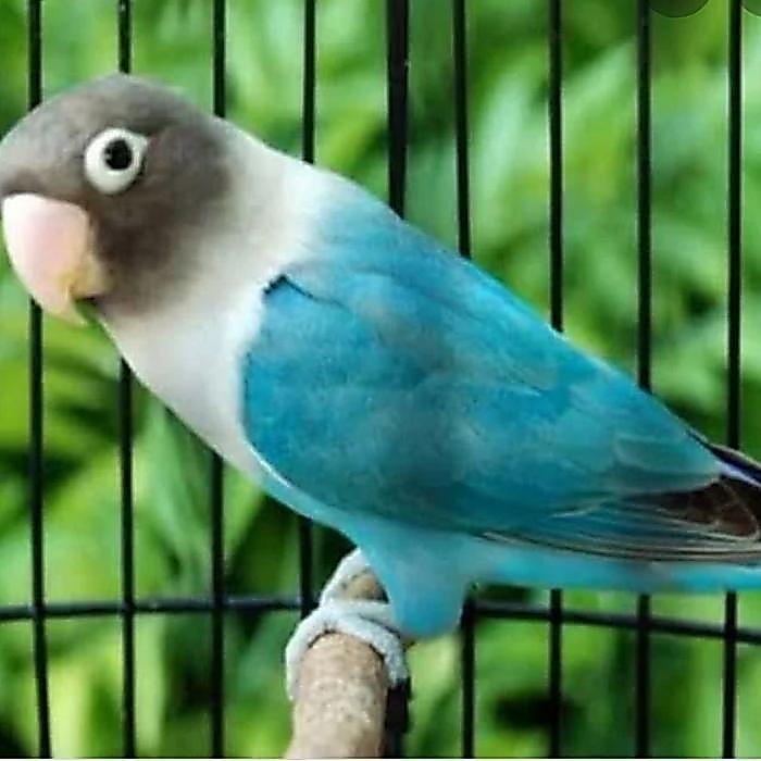 Jayus - Burung Lovebird Cobalt Dewasa Jantan/Betina