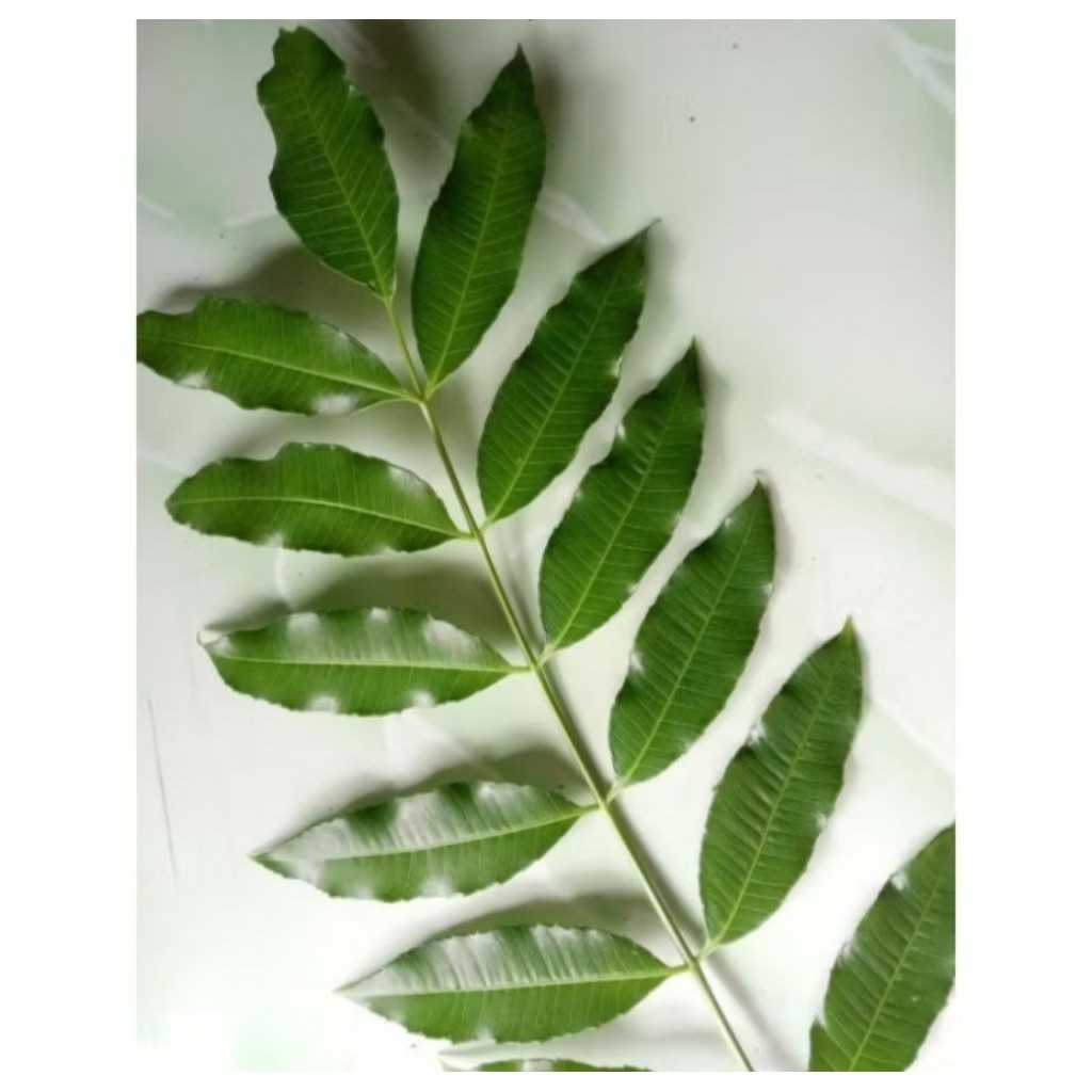 

[SJ] Daun Kedondong Muda 250gram segar Fress Baru petik