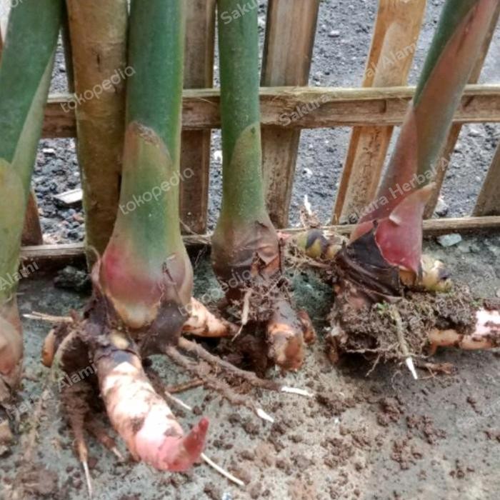 

bibt tanaman honje laka merah/ kecombrang merah